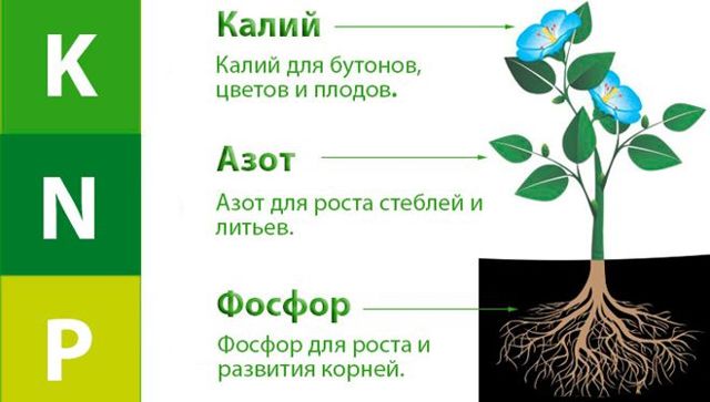Гибискус сирийский Блю Чиффон (Шифон): ботаническое описание, посадка и уход в открытом грунте, зимостойкость культуры, болезни и вредители