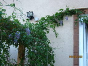 Сорта глицинии и виды Вистерии (wisteria) на фото: белая японская, морозостойкая Макростахия Блю Мун (macrostachya blue moon), Блэк Дракон и  другие названия