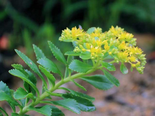 Очиток и все другие названия суккулента: седум (sedum), заячья капуста, скрипун, грыжная и лихорадочная трава, описание комнатного и садового растения, фото цветка