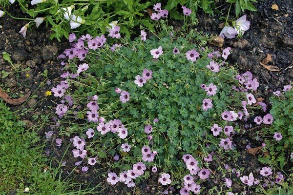 Герань великолепная: все о правилах посадки и ухода за этим цветком, фото растения, какие популярные сорта существуют на сегодняшний день?