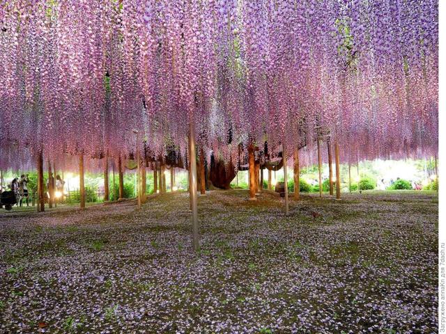 Глициния Блю мун: фото морозостойкой макростахии Голубая луна или wisteria macrostachya blue moon, уход за ней и посадка