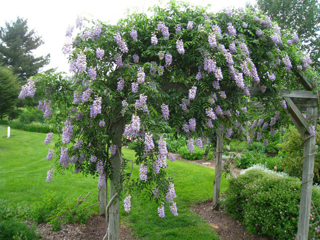 Сорта глицинии и виды Вистерии (wisteria) на фото: белая японская, морозостойкая Макростахия Блю Мун (macrostachya blue moon), Блэк Дракон и  другие названия