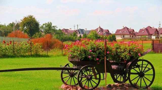 Герань великолепная: все о правилах посадки и ухода за этим цветком, фото растения, какие популярные сорта существуют на сегодняшний день?