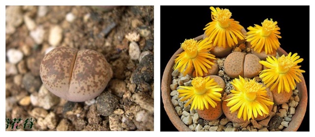 Литопсы (lithops) или 