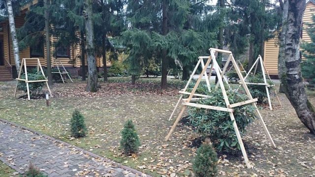 Уход за рододендроном осенью: что нужно делать для подготовки к этому времени года, можно ли совершать обрезку азалии, когда вносить удобрения?
