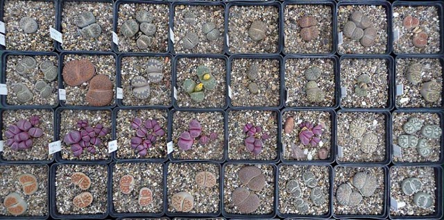 Литопсы (lithops) или 