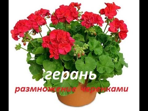 Как пересадить герань в другой горшок и как правильно выбрать размер емкости и грунт, а также выращивание цветка дома из черенков и уход за комнатным растением
