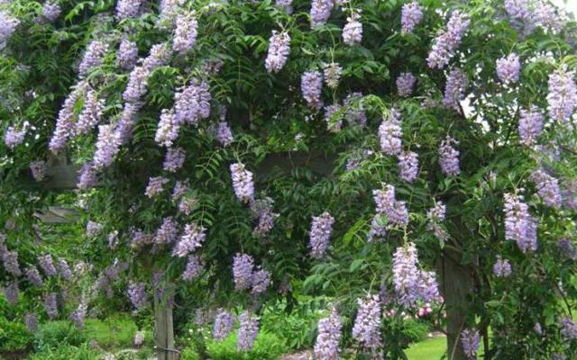 Глициния Блю мун: фото морозостойкой макростахии Голубая луна или wisteria macrostachya blue moon, уход за ней и посадка