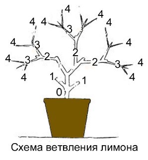 Как обрезать лимон в горшке в домашних условиях для плодоношения: как правильно сделать на комнатном дереве начинающим и когда, можно ли летом, нюансы ухода и фото