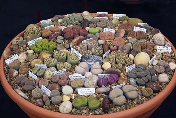 Литопсы (lithops) или 