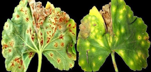 Болезни герани и их лечение с фото: борьба с черной ножкой и другими недугами и вредителями, а также уход за этим комнатным растением в домашних условиях