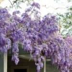 Сорта глицинии и виды Вистерии (wisteria) на фото: белая японская, морозостойкая Макростахия Блю Мун (macrostachya blue moon), Блэк Дракон и  другие названия