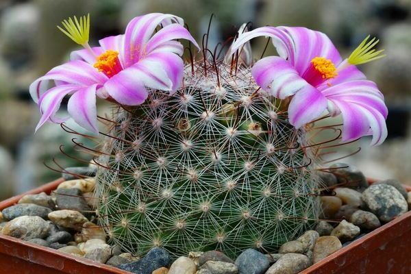 Маммиллярия Пролифера (mammillaria prolifera): почему ее называют побегоносной, как выглядит на фото и что нужно для ухода?
