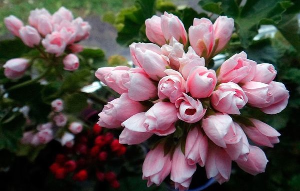 Виды герани и все сорта с названиями и фото: самобор, оранжевая, лососевая, рококо, щитовидная и какие еще бывают, а также их особенности и общие правила ухода