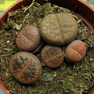 Виды литопса с описанием и фото: Ложноусеченный (lithops pseudotruncatella), Карасский (karasmontana), Аукамп (aucampiae), Хукера (hookeri) и другие