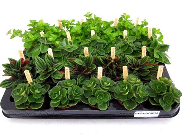 Пеперомия (peperomia): что это такое - фото и описание комнатного растения, лечебные свойства, польза для дома, относится ли к суккулентным и где родина цветка?