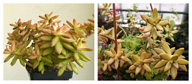 Очиток и все другие названия суккулента: седум (sedum), заячья капуста, скрипун, грыжная и лихорадочная трава, описание комнатного и садового растения, фото цветка