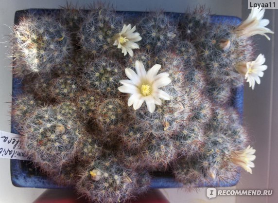 Маммиллярия Пролифера (mammillaria prolifera): почему ее называют побегоносной, как выглядит на фото и что нужно для ухода?