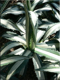 Агава (agave): что это такое, описание суккулента и его плодов, фото сортов цветка, история происхождения комнатного растения и на каком материке оно обитает