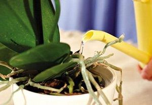 Как поливать орхидею в домашних условиях правильно: чем и какой водой, чтобы она цвела, пошаговый уход за растением на фото, методы и ошибки
