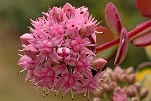 Очиток и все другие названия суккулента: седум (sedum), заячья капуста, скрипун, грыжная и лихорадочная трава, описание комнатного и садового растения, фото цветка