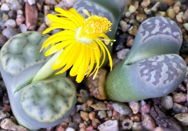 Литопсы (lithops) или 