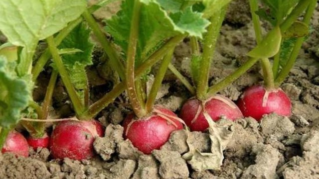 Редис Сакса РС: описание, характеристики и фото сорта, плюсы и минусы, особенности выращивания, сбора и хранения урожая, болезни и вредители