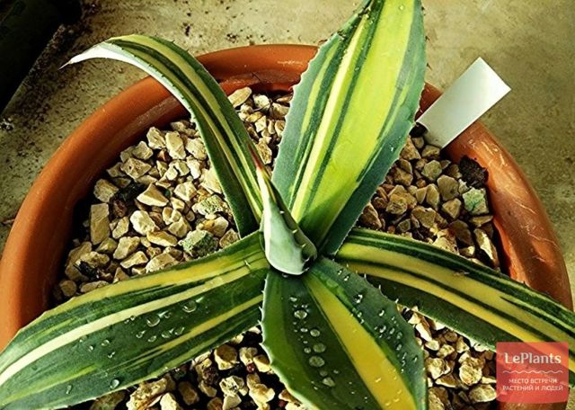 Агава (agave): что это такое, описание суккулента и его плодов, фото сортов цветка, история происхождения комнатного растения и на каком материке оно обитает