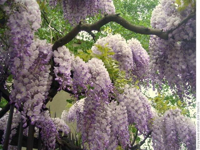 Глициния Блю мун: фото морозостойкой макростахии Голубая луна или wisteria macrostachya blue moon, уход за ней и посадка