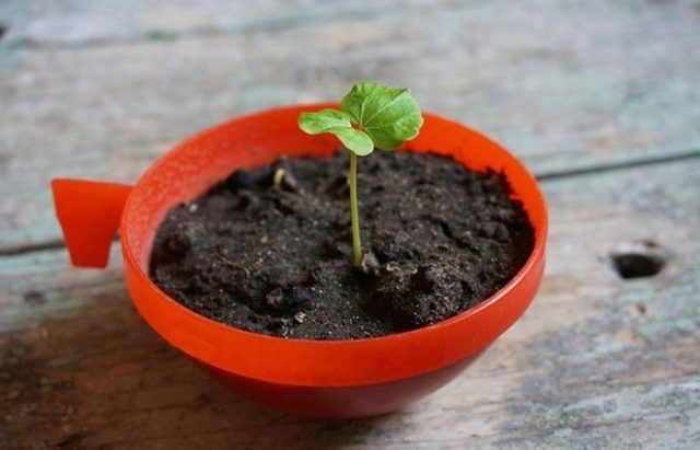 Гибискус Фаербол: описание, фото сорта, уход в домашних условиях, черенкование и посадка семенами, похожие цветы
