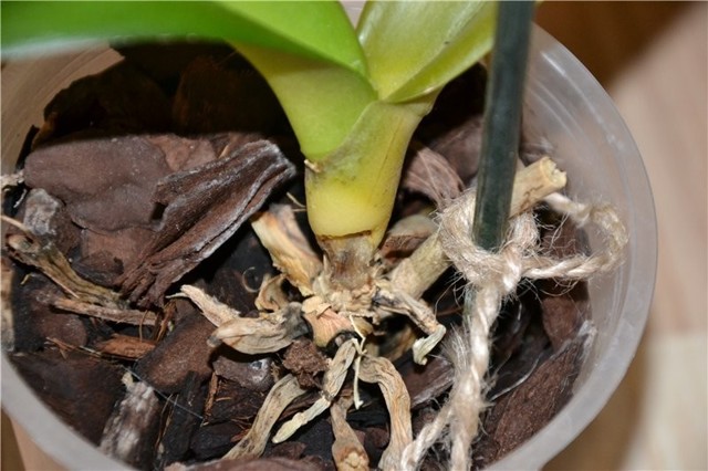 Болезни орхидей фаленопсис и их лечение: фото распространенных проблем, реанимация корней растения в домашних условиях и как спасти цветок?