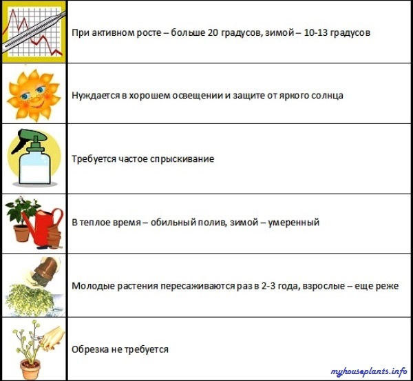 Крестовник: Крупноязычковый, Геррейна, Пепельный, Луговой (Якова), Сенецио Маритима, Членистый, Херреанус, Широколистный, Обыкновенный и другие виды, описание и фото