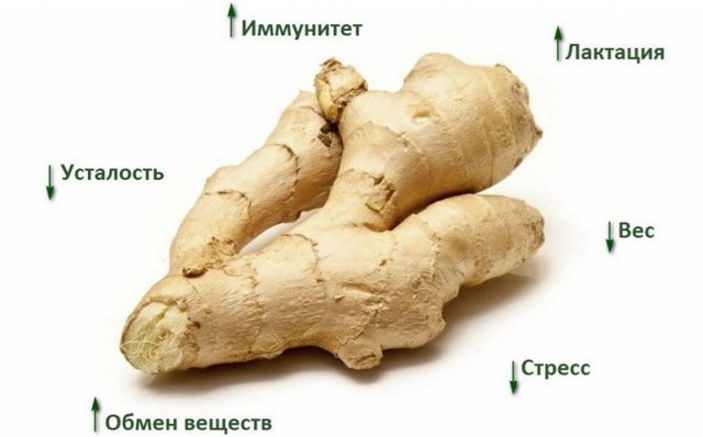 Хрен и имбирь: это одно и то же или нет, в чем заключается разница, какой у них химический состав, а также использование и выращивание данных корнеплодов