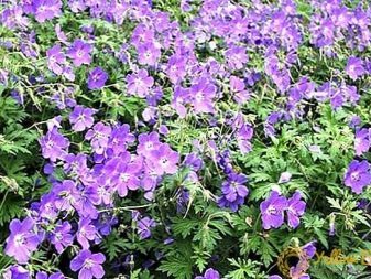 Герань великолепная: все о правилах посадки и ухода за этим цветком, фото растения, какие популярные сорта существуют на сегодняшний день?