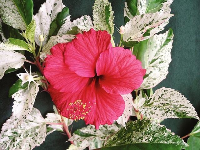 Гибискус Фаербол: описание, фото сорта, уход в домашних условиях, черенкование и посадка семенами, похожие цветы