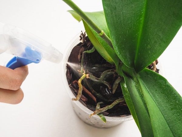 Воздушные корни орхидеи: для чего нужны, их функция, почему они растут, что с ними делать, если их много или остались только они, можно ли удалять сухие и зачем?