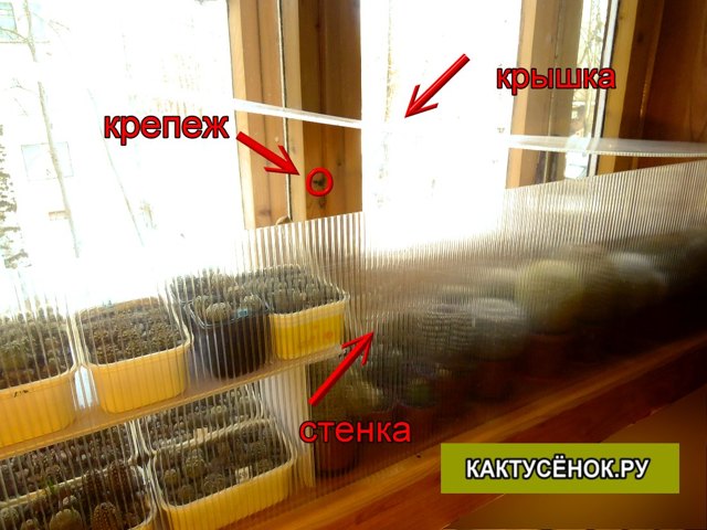 Гимнокалициум: уход в домашних условиях, особенности зимовки и сведения о том, как вылечить болезни кактуса