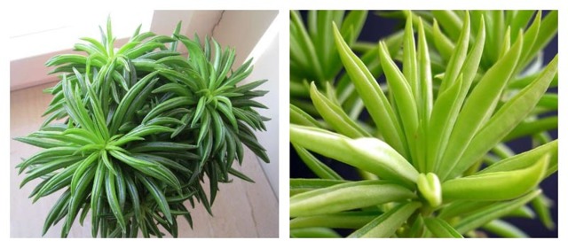 Пеперомия (peperomia): что это такое - фото и описание комнатного растения, лечебные свойства, польза для дома, относится ли к суккулентным и где родина цветка?