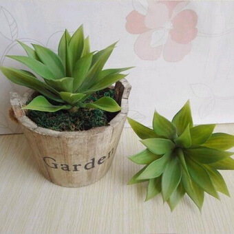 Агава (agave): что это такое, описание суккулента и его плодов, фото сортов цветка, история происхождения комнатного растения и на каком материке оно обитает