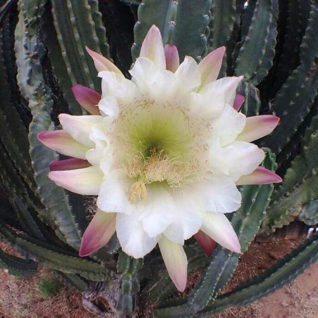 Цереус (cereus): что это такое, уход в домашних условиях, выбор земли и горшка для цветка, а также фото кактуса