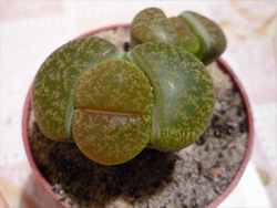 Литопсы (lithops) или 