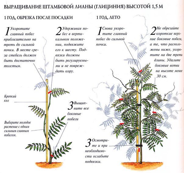 Сорта глицинии и виды Вистерии (wisteria) на фото: белая японская, морозостойкая Макростахия Блю Мун (macrostachya blue moon), Блэк Дракон и  другие названия