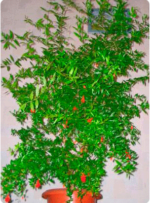 Гранат обыкновенный (punica granatum): описание и фото этого растение, уход за ним, в том числе, в комнатных условиях, размножение и болезни
