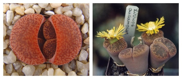 Литопсы (lithops) или 