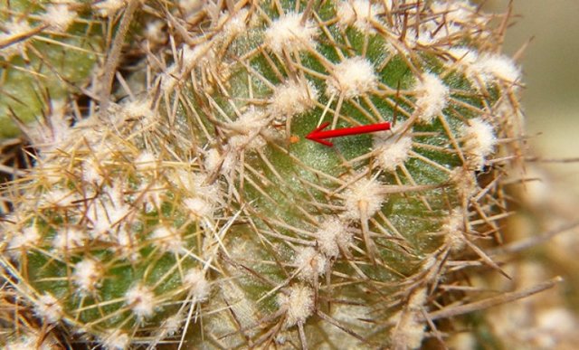 Маммиллярия: что это за цветок, фото кактуса mammillaria, а также размножение, уход в домашних условиях и возможные болезни