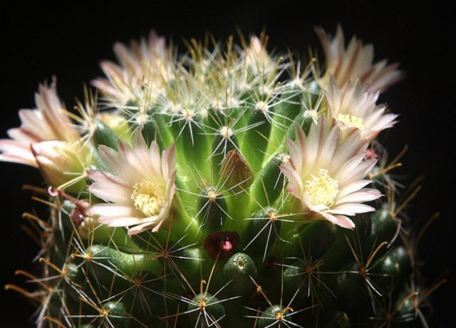 Маммиллярия грацилис (mammillaria gracilis), или стройная — описание и фото растения, а также уход, размножение и борьба с вредителями