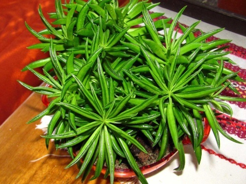 Пеперомия (peperomia): что это такое - фото и описание комнатного растения, лечебные свойства, польза для дома, относится ли к суккулентным и где родина цветка?