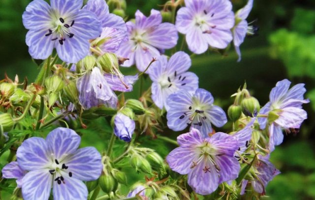 Герань великолепная: все о правилах посадки и ухода за этим цветком, фото растения, какие популярные сорта существуют на сегодняшний день?