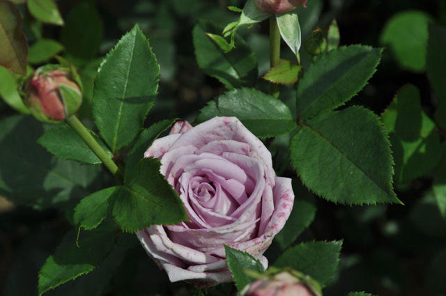 Плетистая роза Индиголетта (indigoletta) клайминг: описание с фото, история возникновения, посадка, выращивание и уход, а также вредители, болезни и размножение