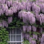 Сорта глицинии и виды Вистерии (wisteria) на фото: белая японская, морозостойкая Макростахия Блю Мун (macrostachya blue moon), Блэк Дракон и  другие названия